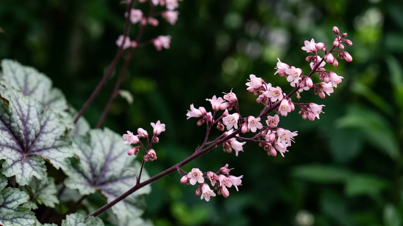 Dressed Up Prom Dress Coral Bells (Heuchera 'Prom Dress') - foliage plant, illustrated plant card