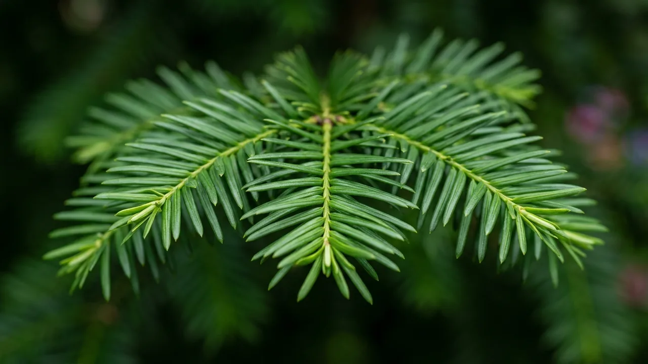Duke Gardens Plum Yew (Cephalotaxus harringtonia 'Duke Gardens') - foliage plant, illustrated plant card