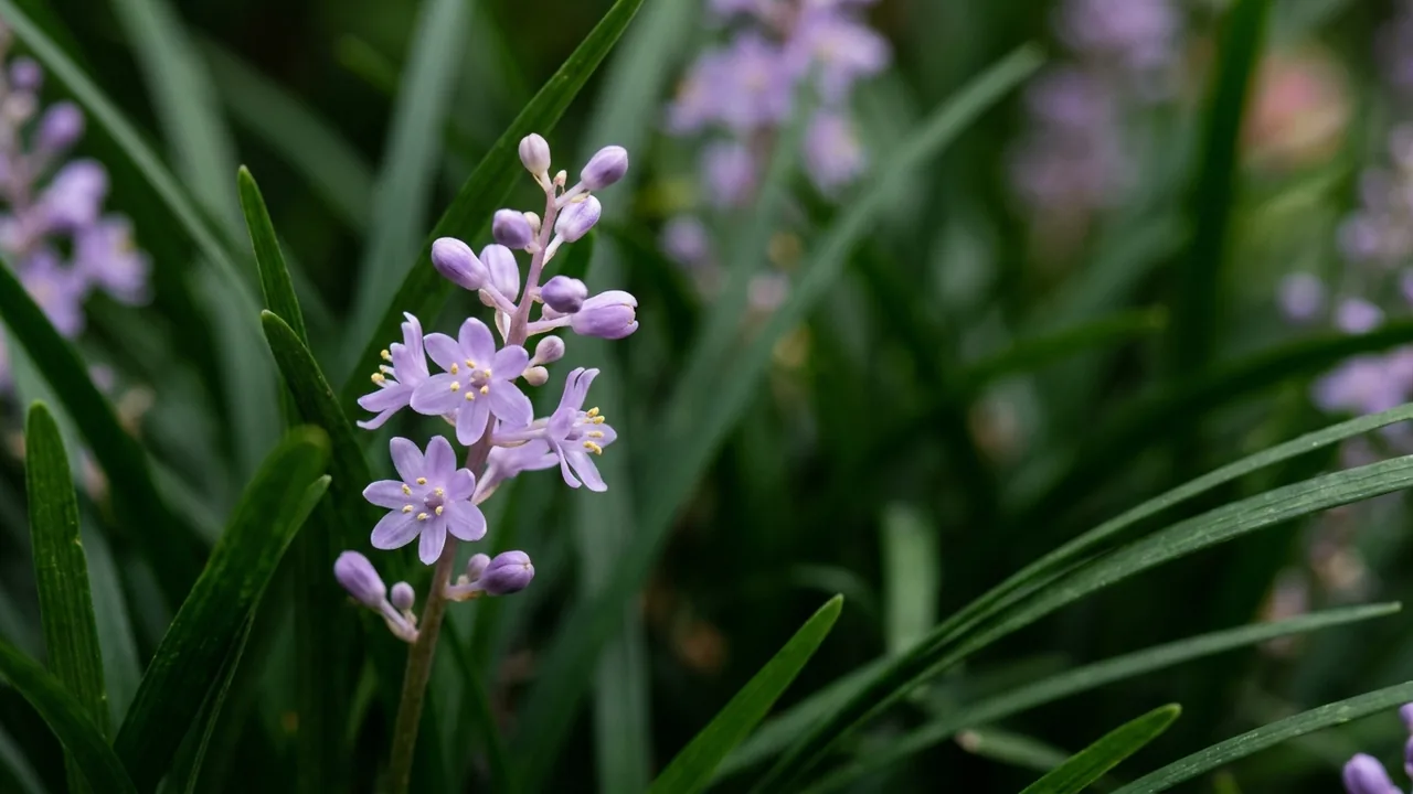 Dwarf Mondo Grass (Ophiopogon japonicus 'Nanus') - foliage plant, illustrated plant card