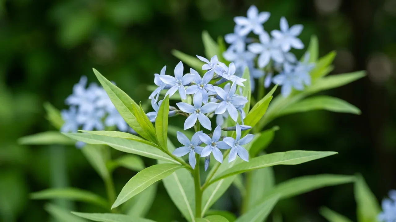 Eastern Bluestar (Amsonia tabernaemontana) - blue flowers, illustrated plant card