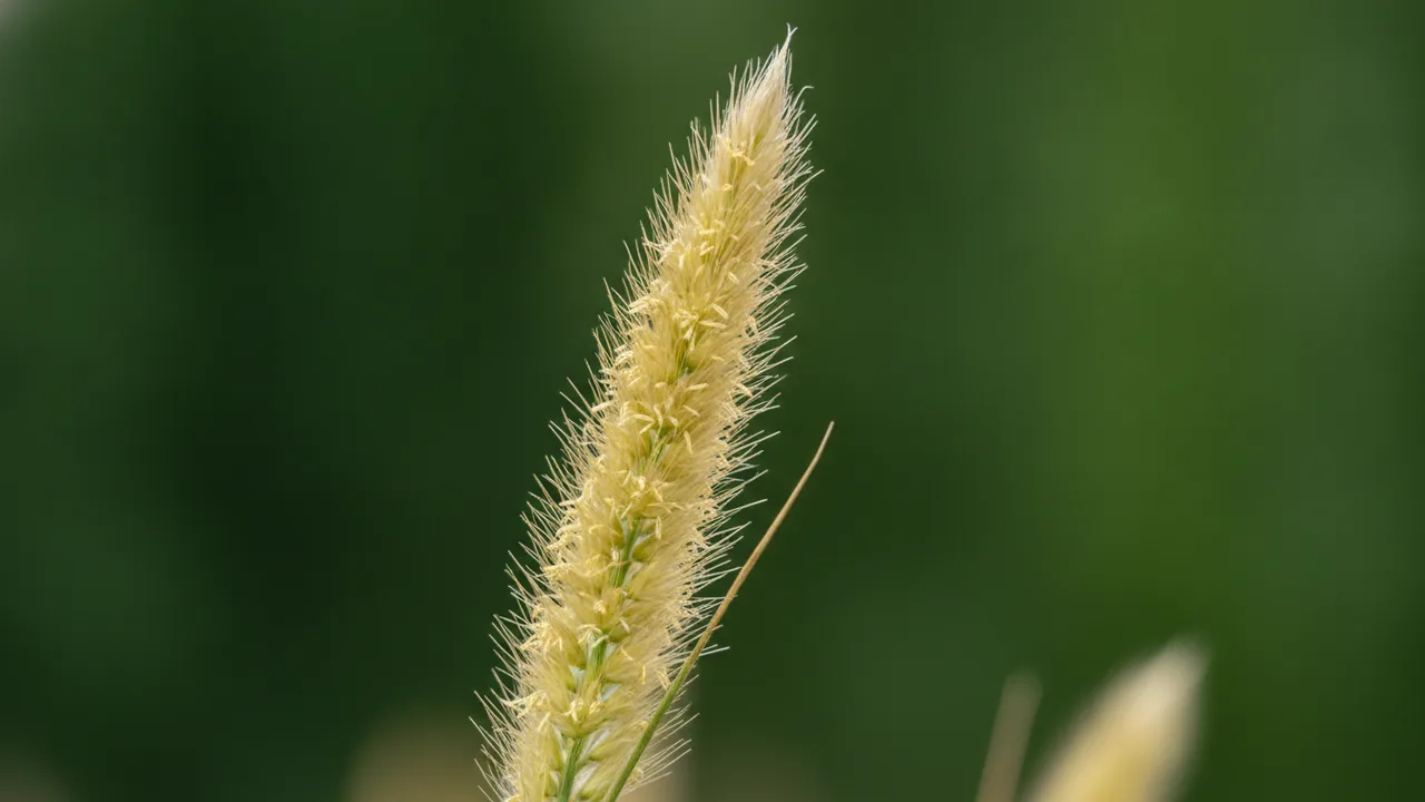 Eldorado (Calamagrostis × acutiflora 'Eldorado') - orange flowers, illustrated plant card