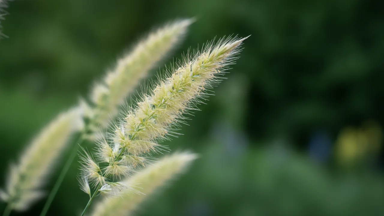 Overdam (Calamagrostis × acutiflora 'Overdam') - white flowers, illustrated plant card