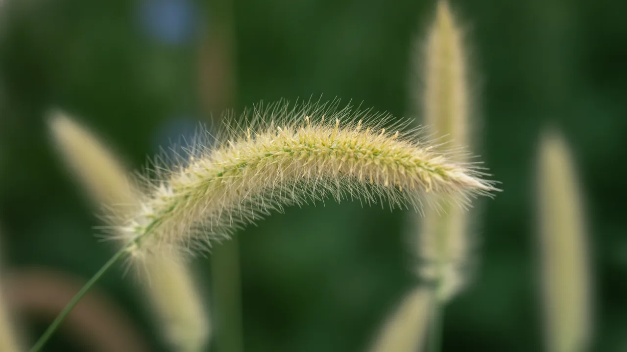 Feather Reed Grass (Calamagrostis × acutiflora) - orange flowers, illustrated plant card