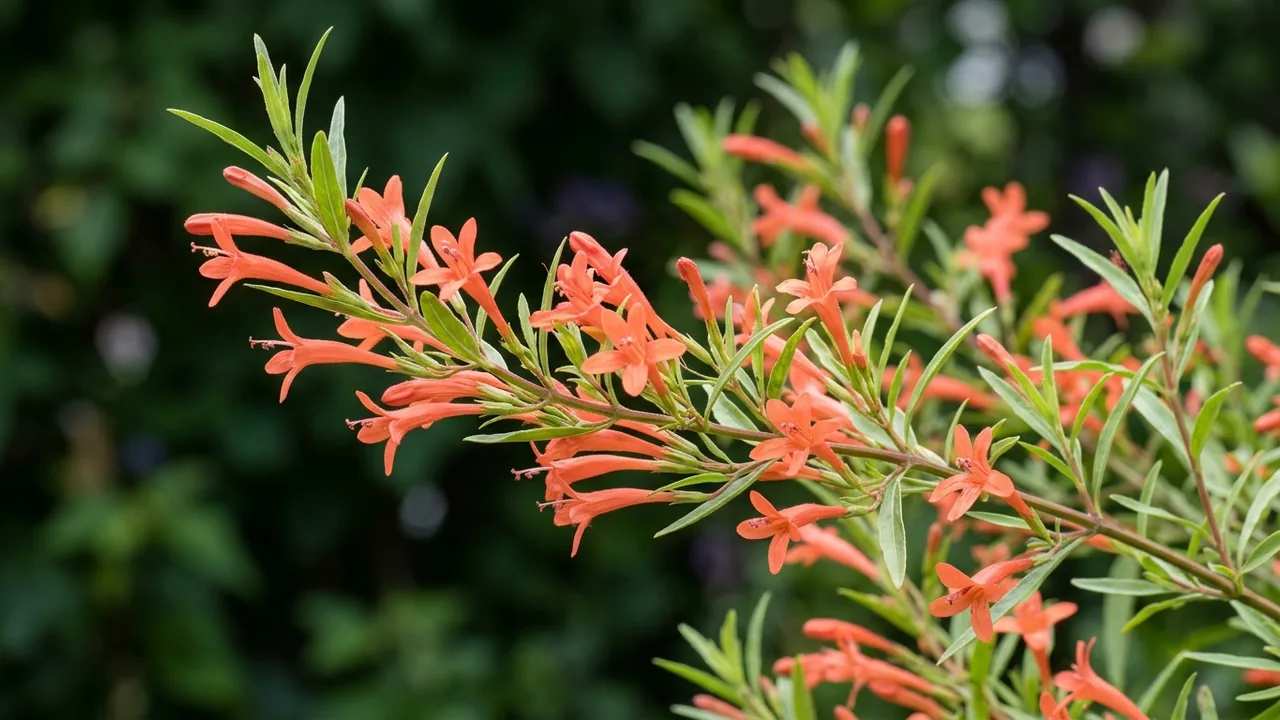 Flame Acanthus (Anisacanthus quadrifidus var. wrightii) - orange flowers, illustrated plant card