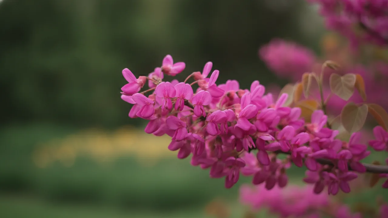 Forest Pansy (Cercis canadensis 'Forest Pansy') - pink flowers, illustrated plant card