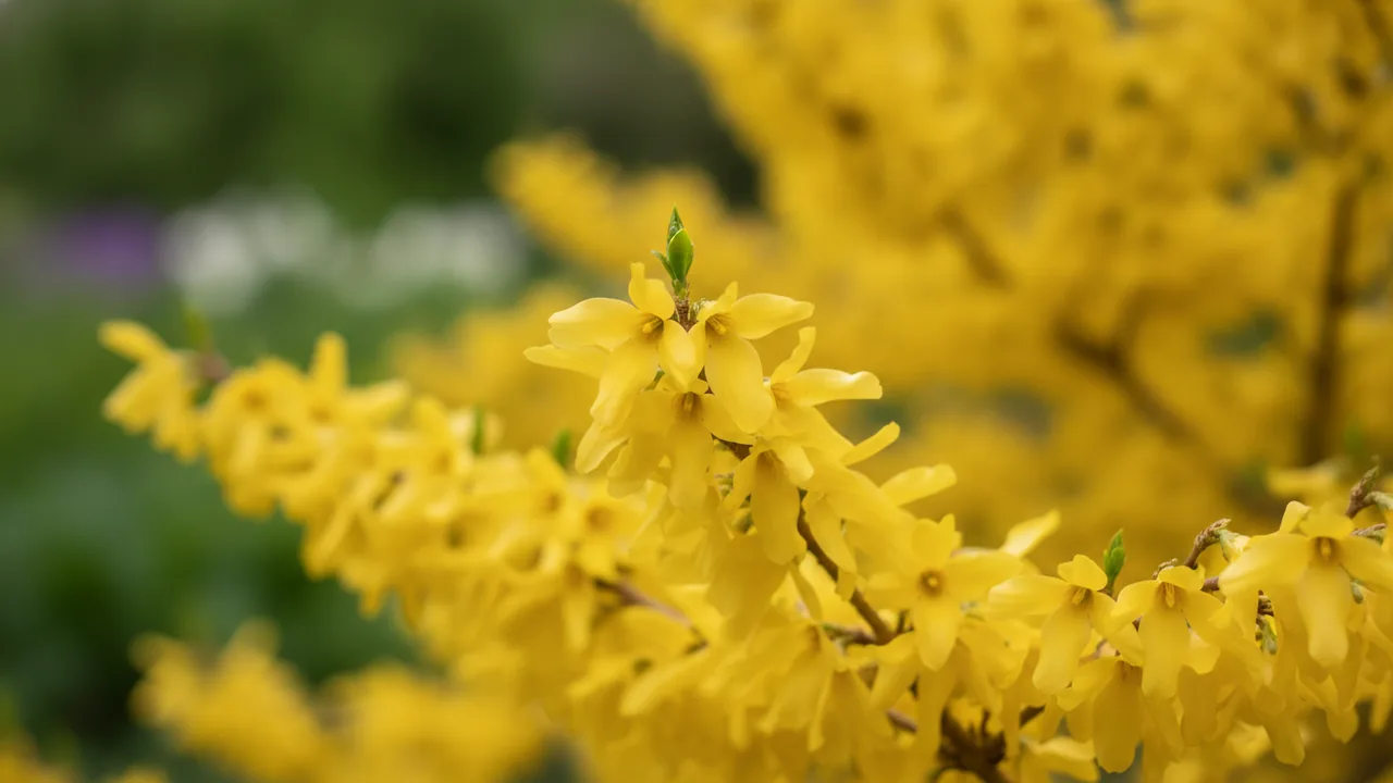 Show Off (Forsythia × intermedia 'Show Off') - yellow flowers, illustrated plant card
