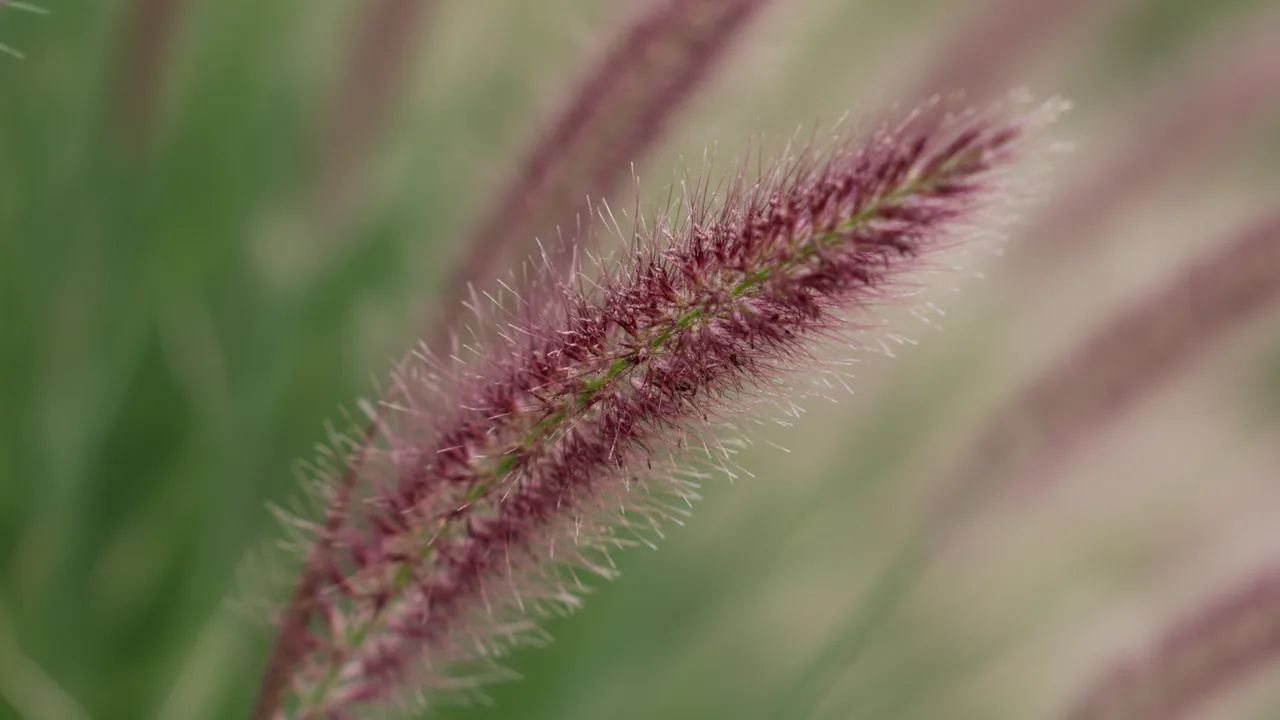 Purple Fountain Grass