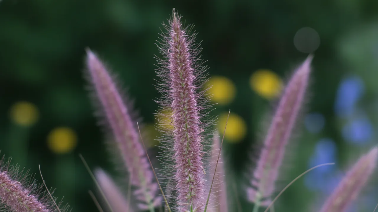 Moudry (Black Fountain Grass) (Pennisetum alopecuroides 'Moudry') - purple flowers, illustrated plant card
