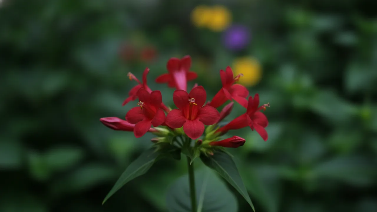 Red Four O'Clock (Mirabilis jalapa) - red flowers, illustrated plant card