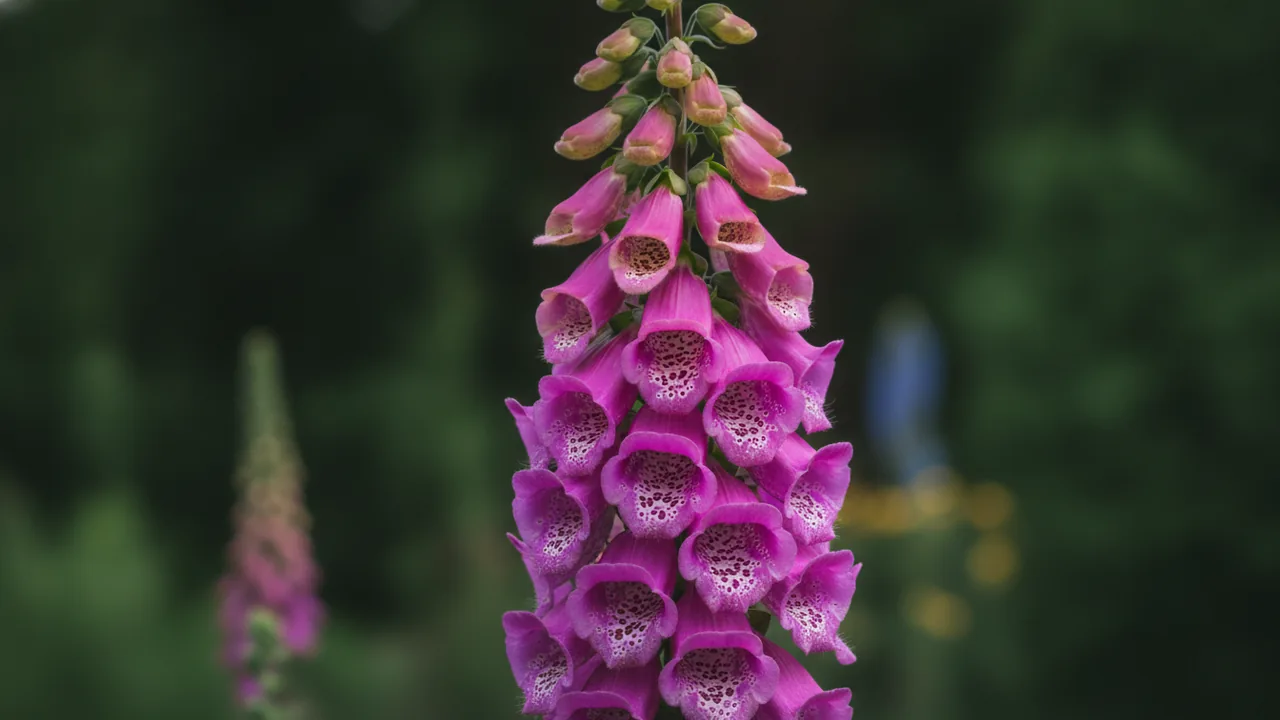 Common Foxglove (Digitalis purpurea) - purple flowers, illustrated plant card