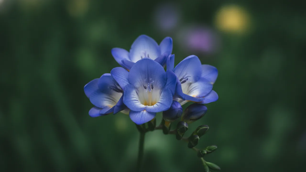 Blue Freesia (Freesia 'Blue Heaven') - blue flowers, illustrated plant card