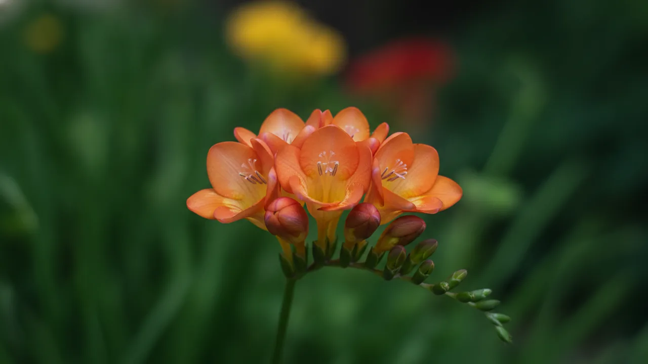 Orange Freesia (Freesia 'Orange') - orange flowers, illustrated plant card