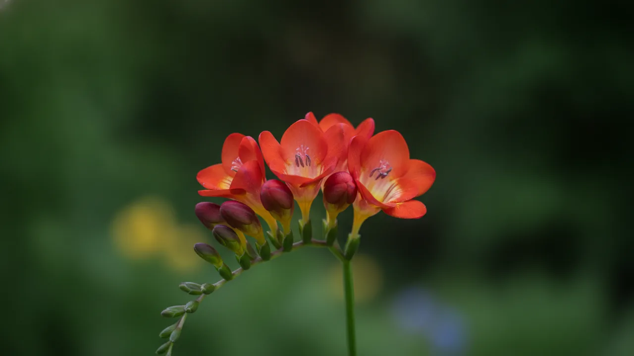 Red Freesia (Freesia 'Red') - red flowers, illustrated plant card