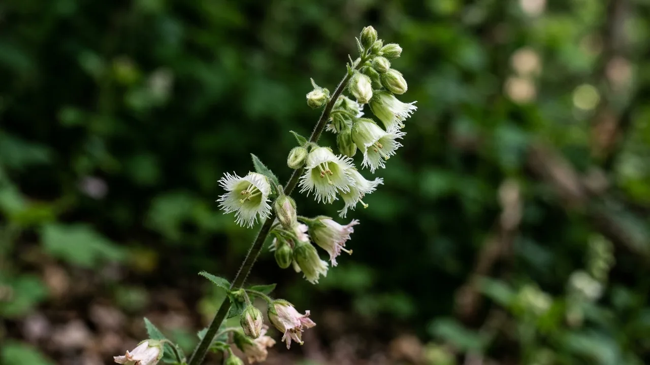 Fringecup (Tellima grandiflora) - white flowers, illustrated plant card