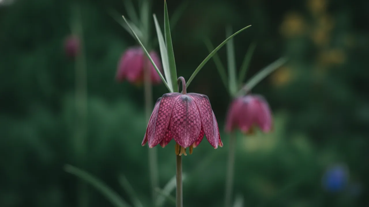 Checkered Lily (Fritillaria meleagris) - purple flowers, illustrated plant card