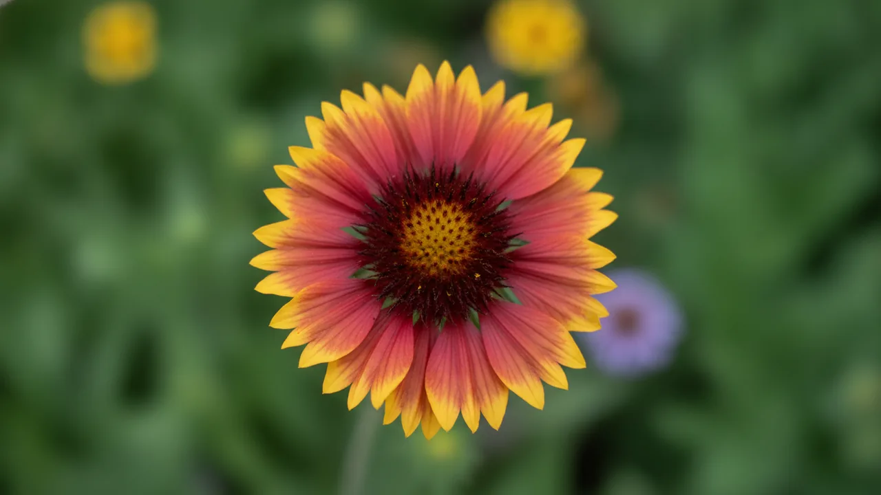 Arizona Sun (Gaillardia × grandiflora 'Arizona Sun') - red flowers, illustrated plant card