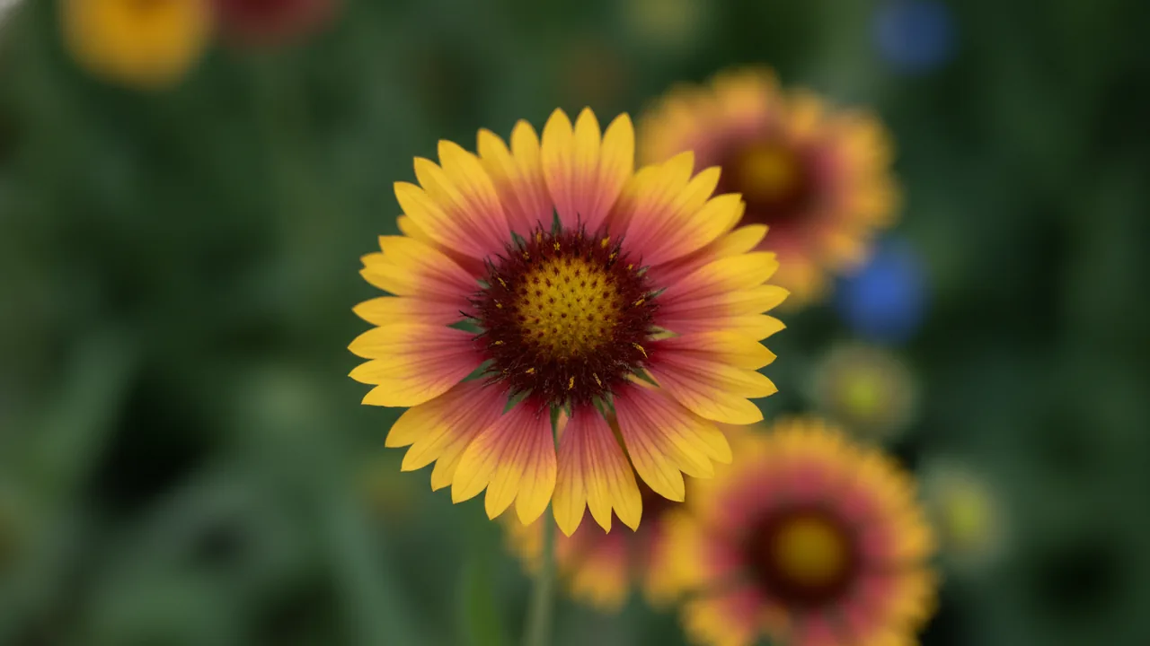 Mesa Yellow (Gaillardia × grandiflora 'Mesa Yellow') - yellow flowers, illustrated plant card