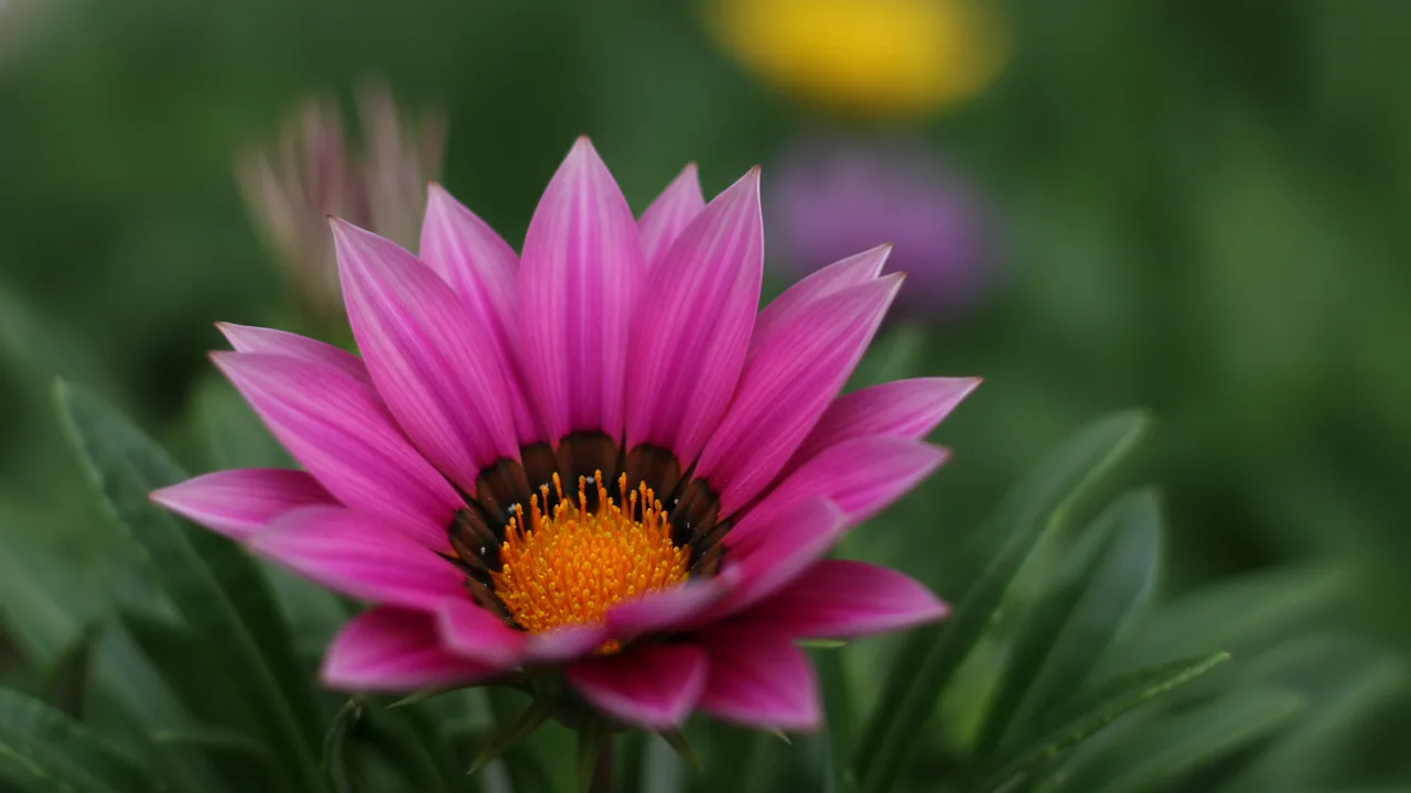 Pink Gazania (Gazania rigens) - pink flowers, illustrated plant card