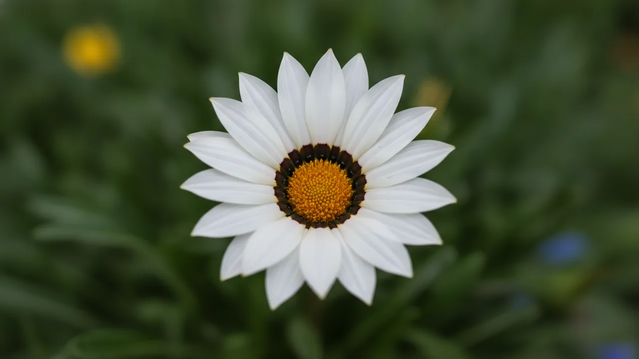 White Gazania (Gazania rigens) - white flowers, illustrated plant card