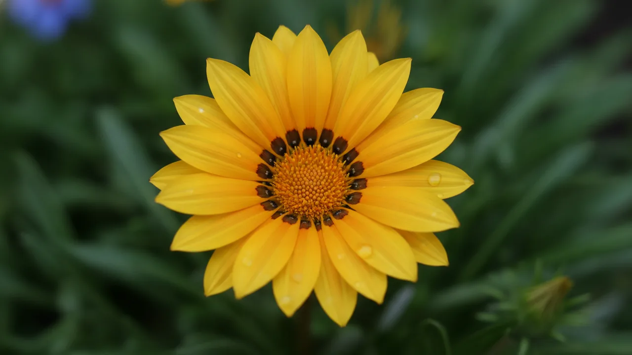 Yellow Gazania (Gazania rigens) - yellow flowers, illustrated plant card