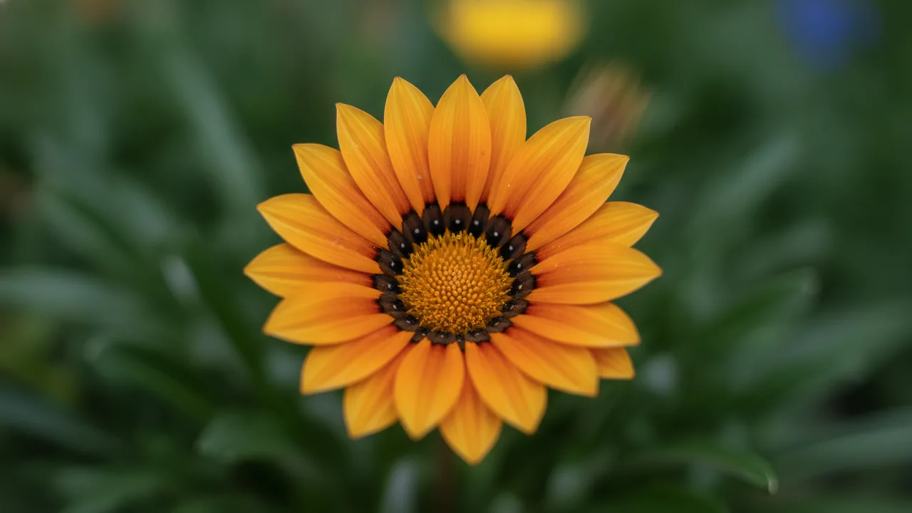 Gazania - orange flowers, illustrated plant card