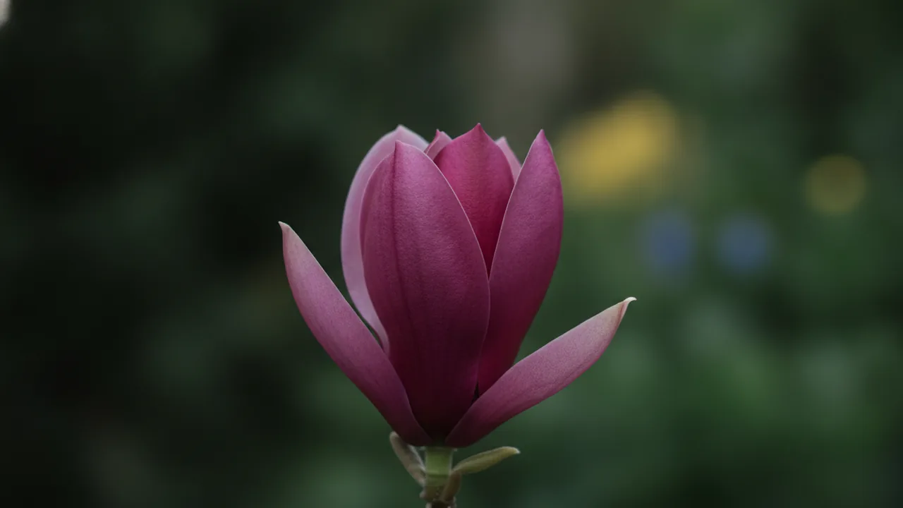 Genie Magnolia (Magnolia 'Genie') - purple flowers, illustrated plant card