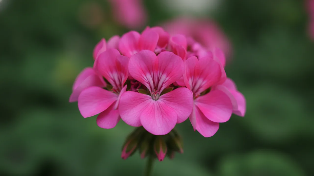Bicolor Geranium (Pelargonium 'Bicolor') - pink flowers, illustrated plant card