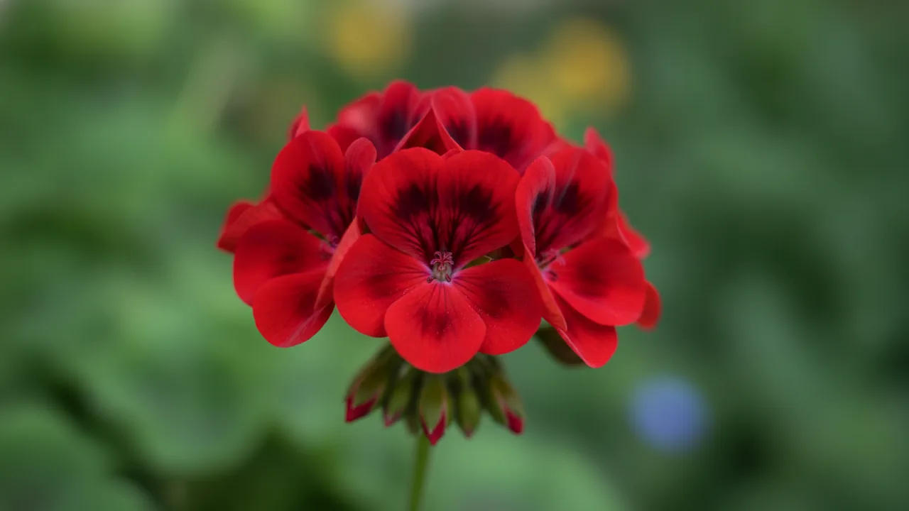Burgundy Geranium (Pelargonium 'Burgundy') - red flowers, illustrated plant card