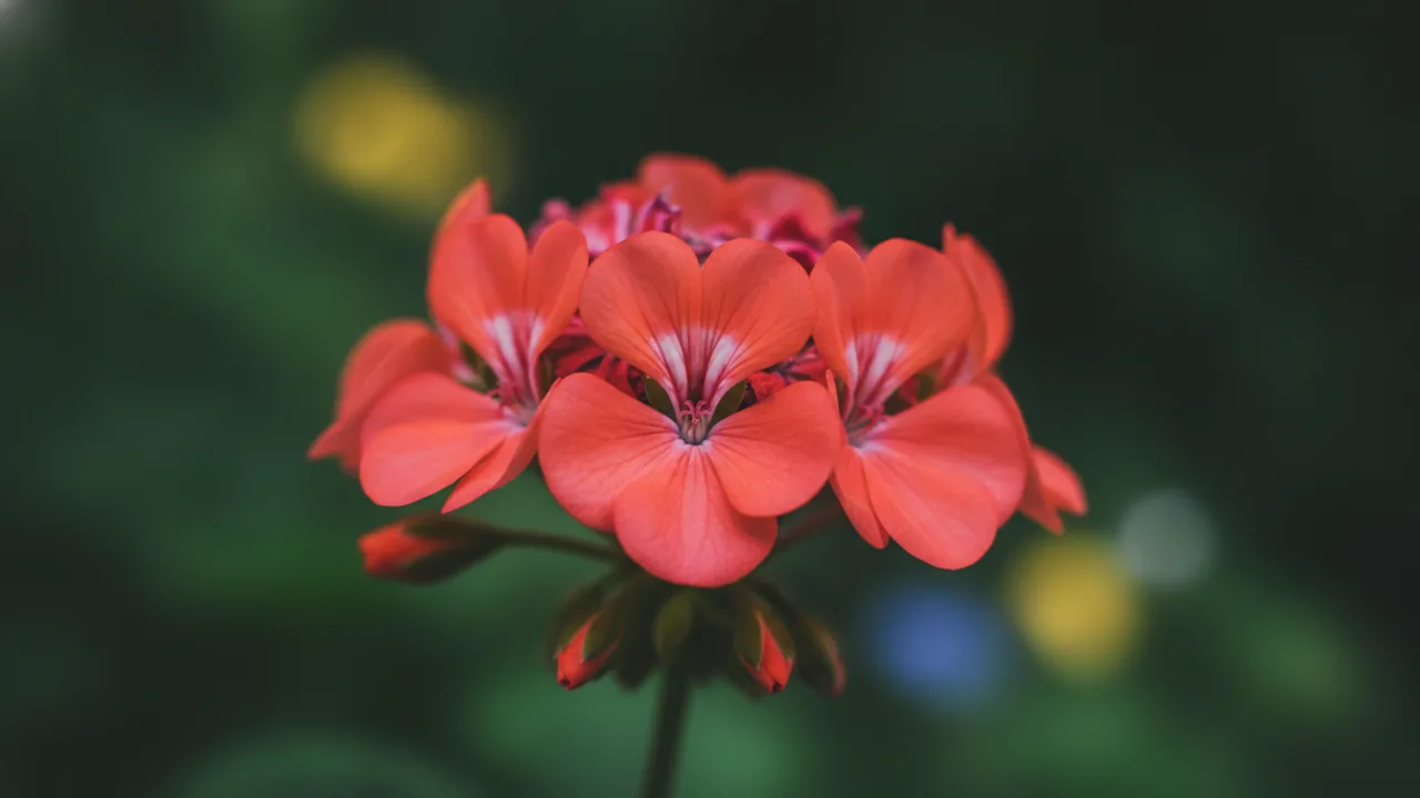 Coral Geranium (Pelargonium 'Coral') - orange flowers, illustrated plant card