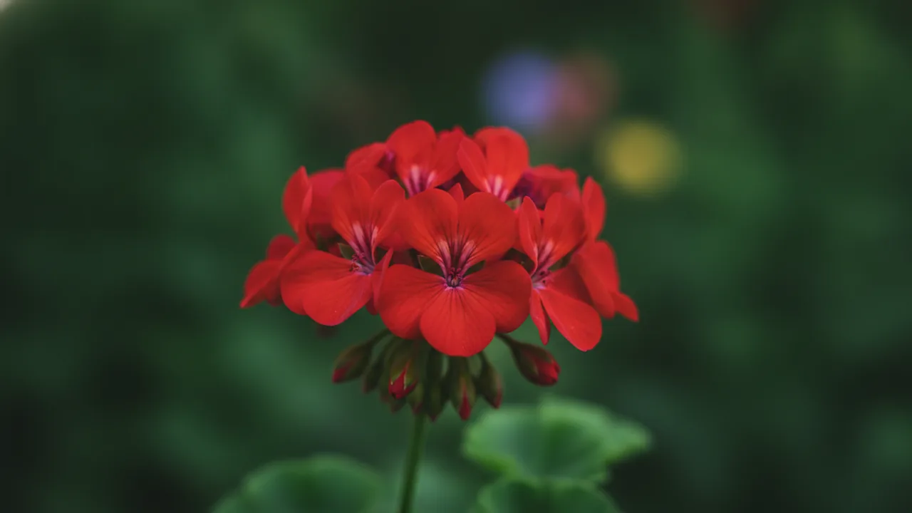 Ivy Geranium (Pelargonium peltatum) - red flowers, illustrated plant card