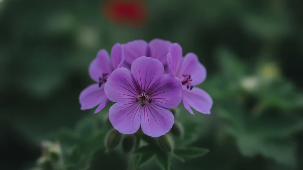 Lavender Geranium (Pelargonium 'Lavender') - purple flowers, illustrated plant card