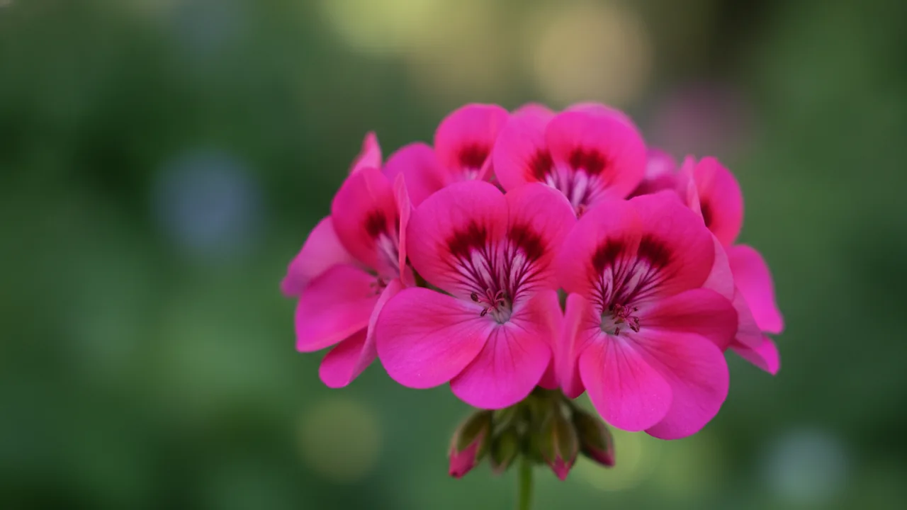 Magenta Geranium (Pelargonium 'Magenta') - pink flowers, illustrated plant card