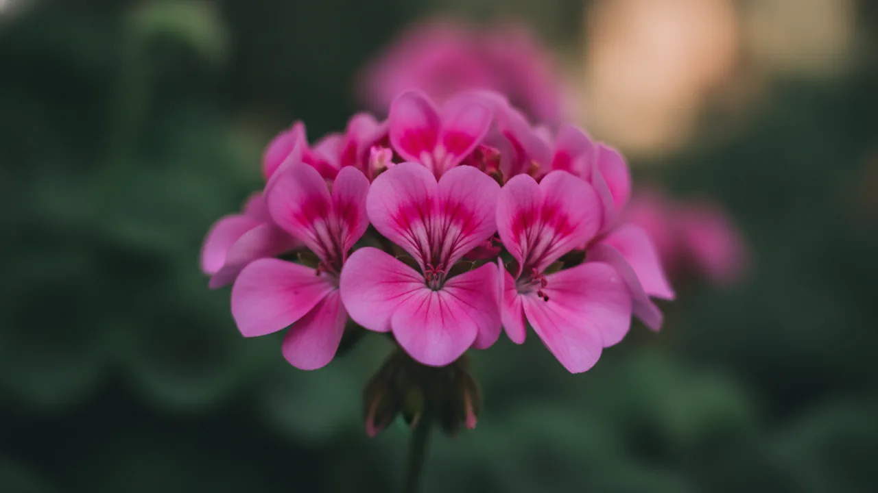 Pink Geranium (Pelargonium 'Pink') - pink flowers, illustrated plant card