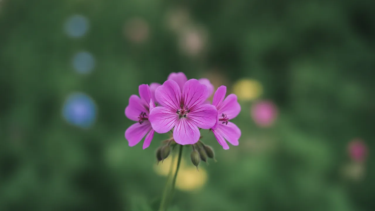 Purple Geranium (Pelargonium 'Purple') - purple flowers, illustrated plant card