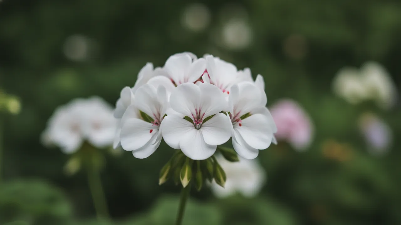 White Geranium (Pelargonium 'White') - white flowers, illustrated plant card