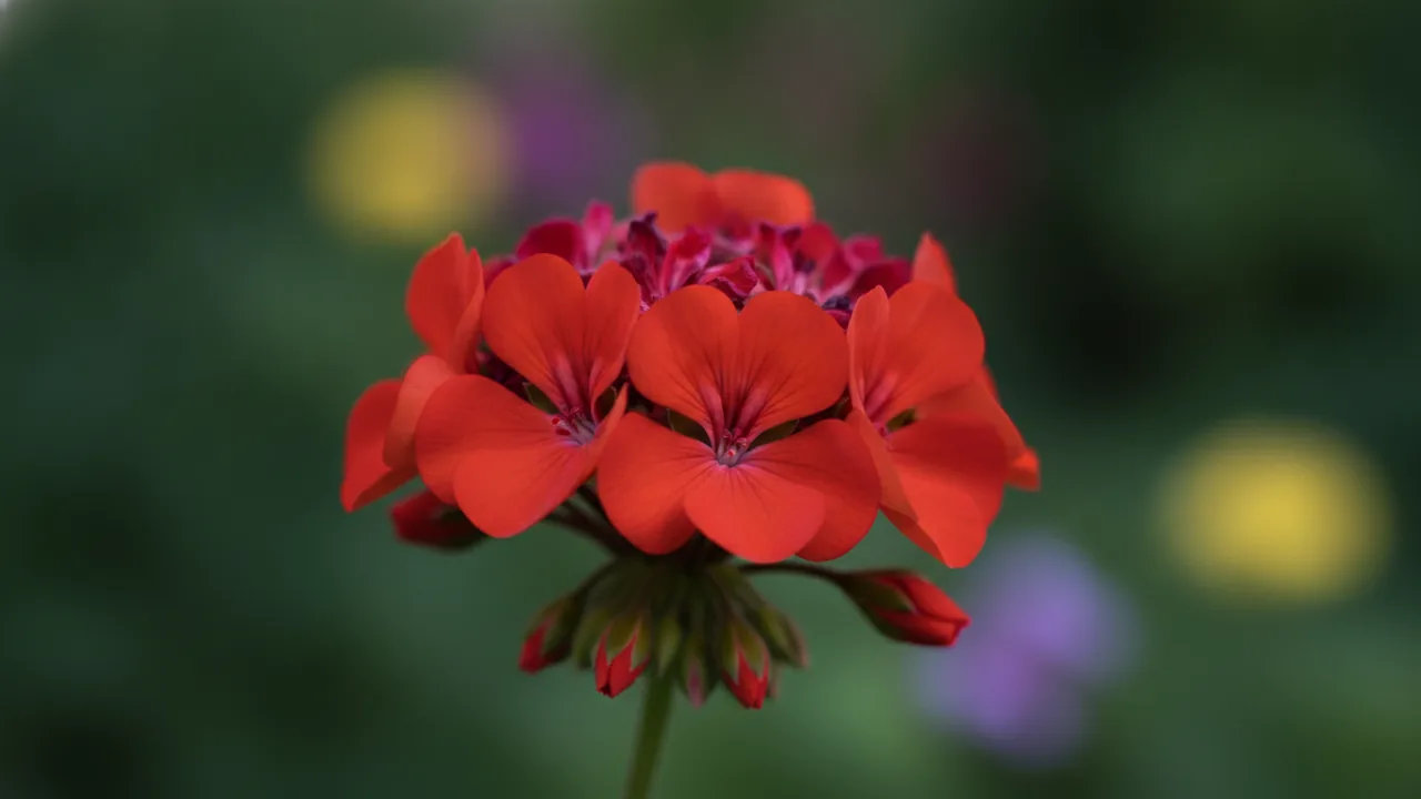 Geranium (Annual) (Pelargonium) - red flowers, illustrated plant card