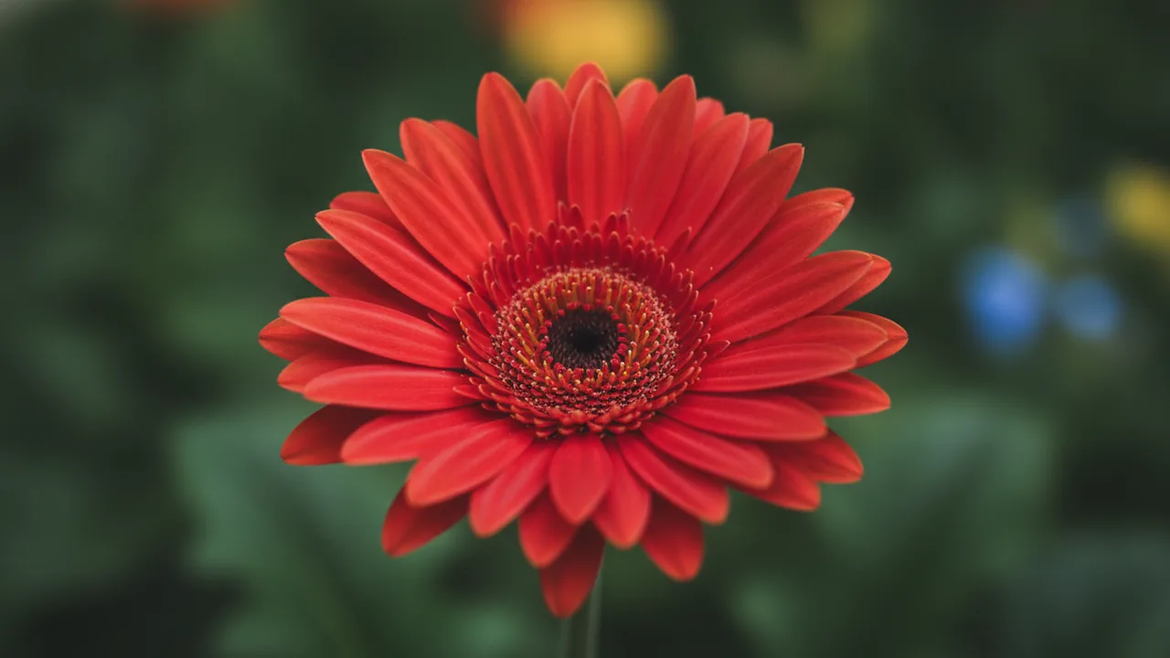 Coral Gerbera (Gerbera jamesonii) - orange flowers, illustrated plant card