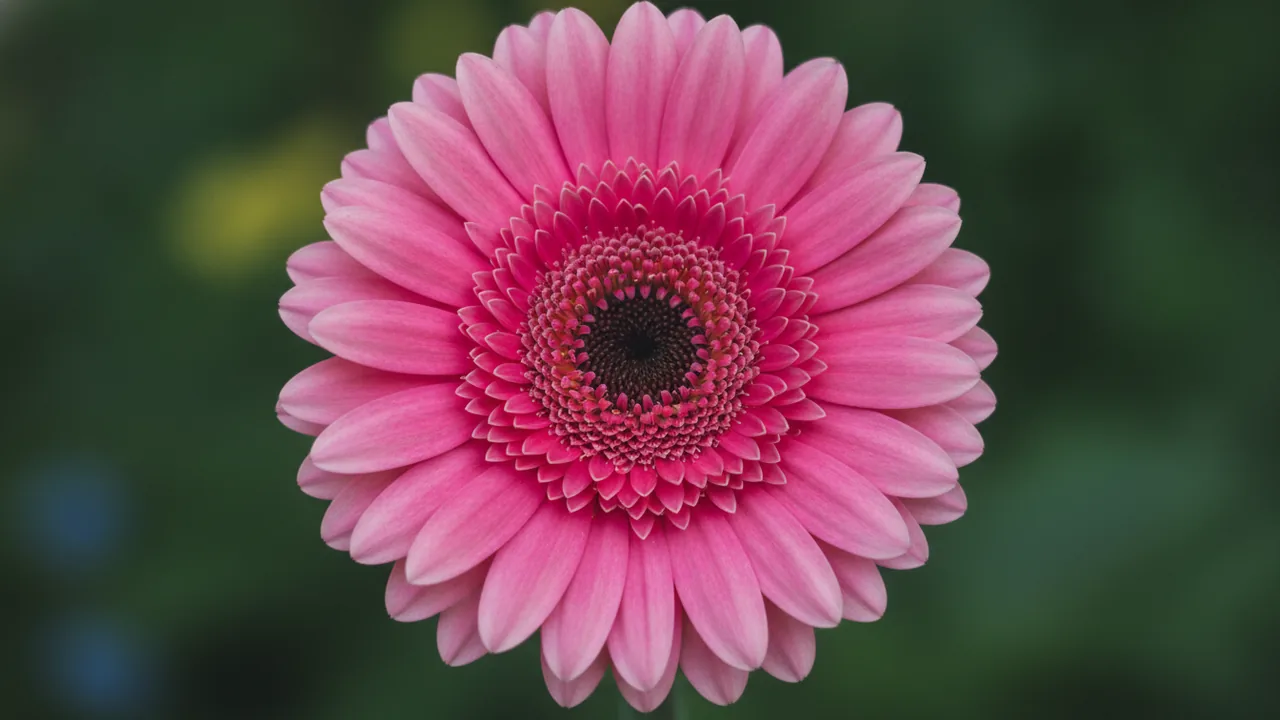 Pink Gerbera (Gerbera jamesonii) - pink flowers, illustrated plant card