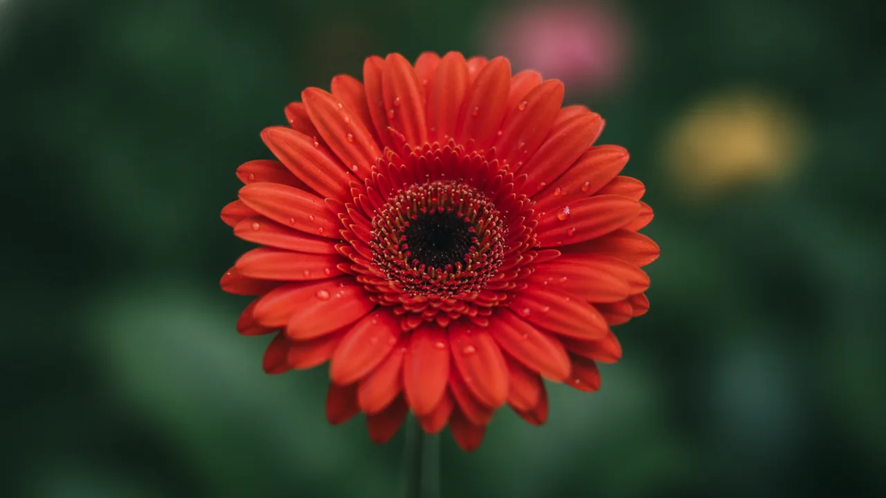 Red Gerbera (Gerbera jamesonii) - red flowers, illustrated plant card