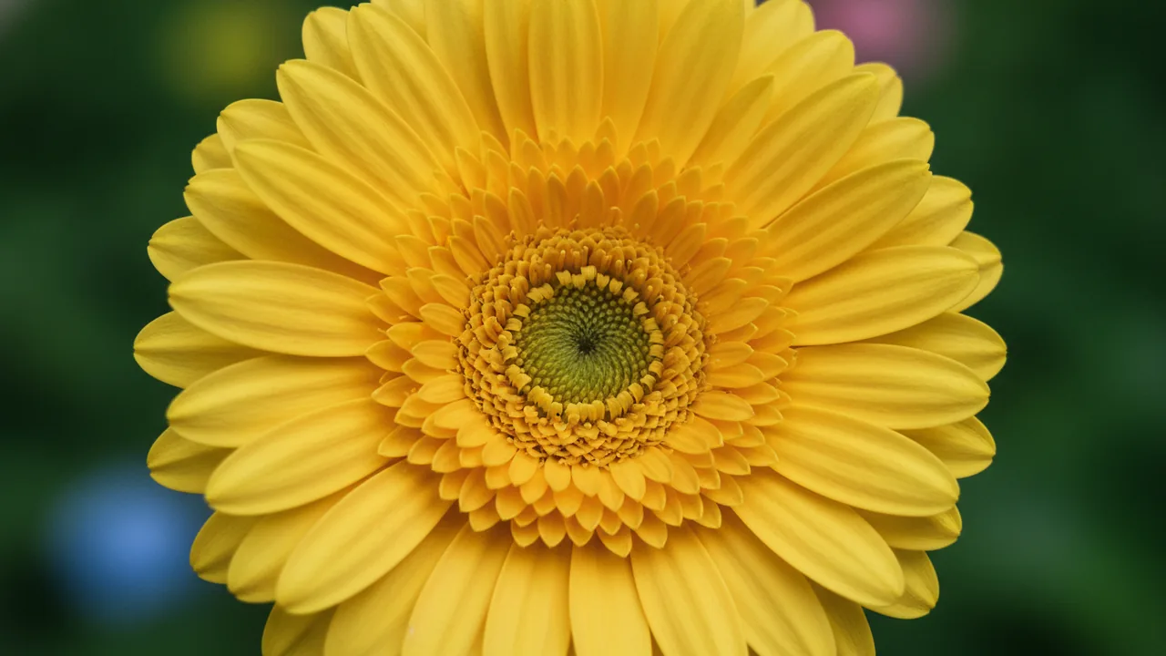 Yellow Gerbera