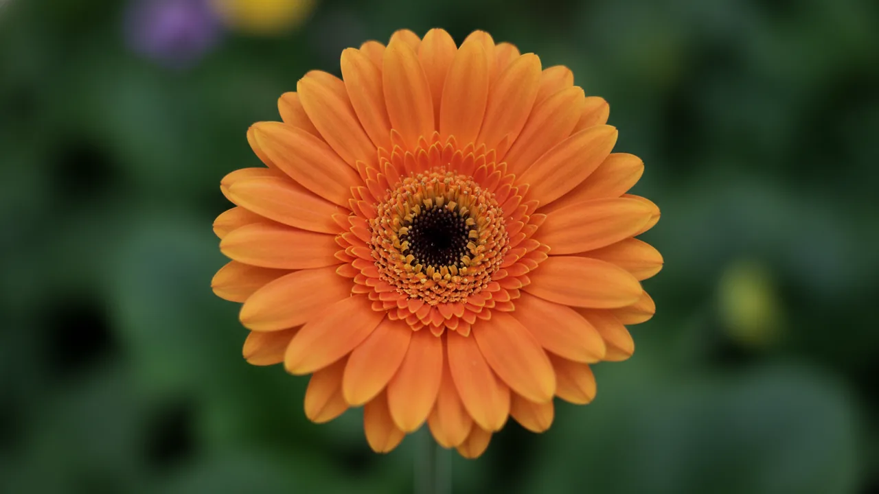 Gerbera Daisy