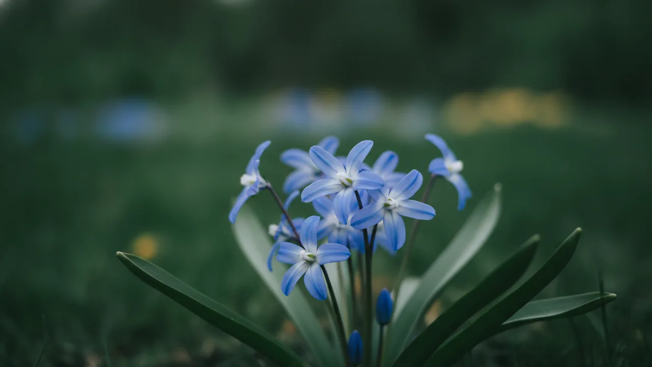 Blue Giant (Scilla forbesii) - blue flowers, illustrated plant card