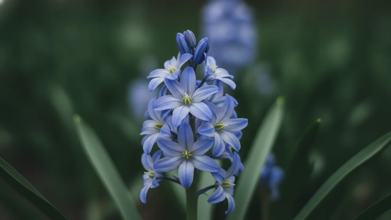 Violet Beauty (Scilla 'Violet Beauty') - purple flowers, illustrated plant card