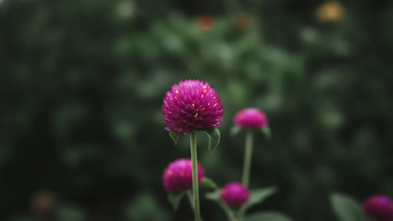 Lavender Globe Amaranth (Gomphrena globosa) - pink flowers, illustrated plant card