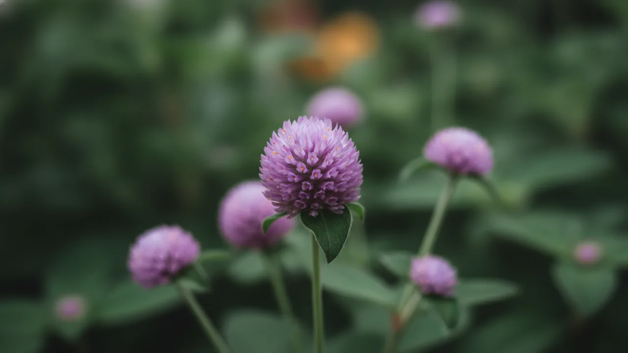 Purple Globe Amaranth (Gomphrena globosa) - purple flowers, illustrated plant card