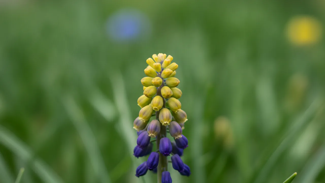 Golden Fragrance (Muscari macrocarpum 'Golden Fragrance') - yellow flowers, illustrated plant card