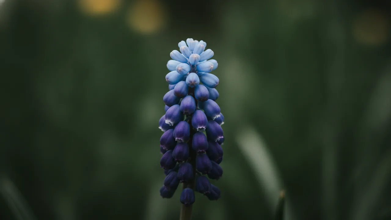 Latifolium (Muscari latifolium) - blue flowers, illustrated plant card