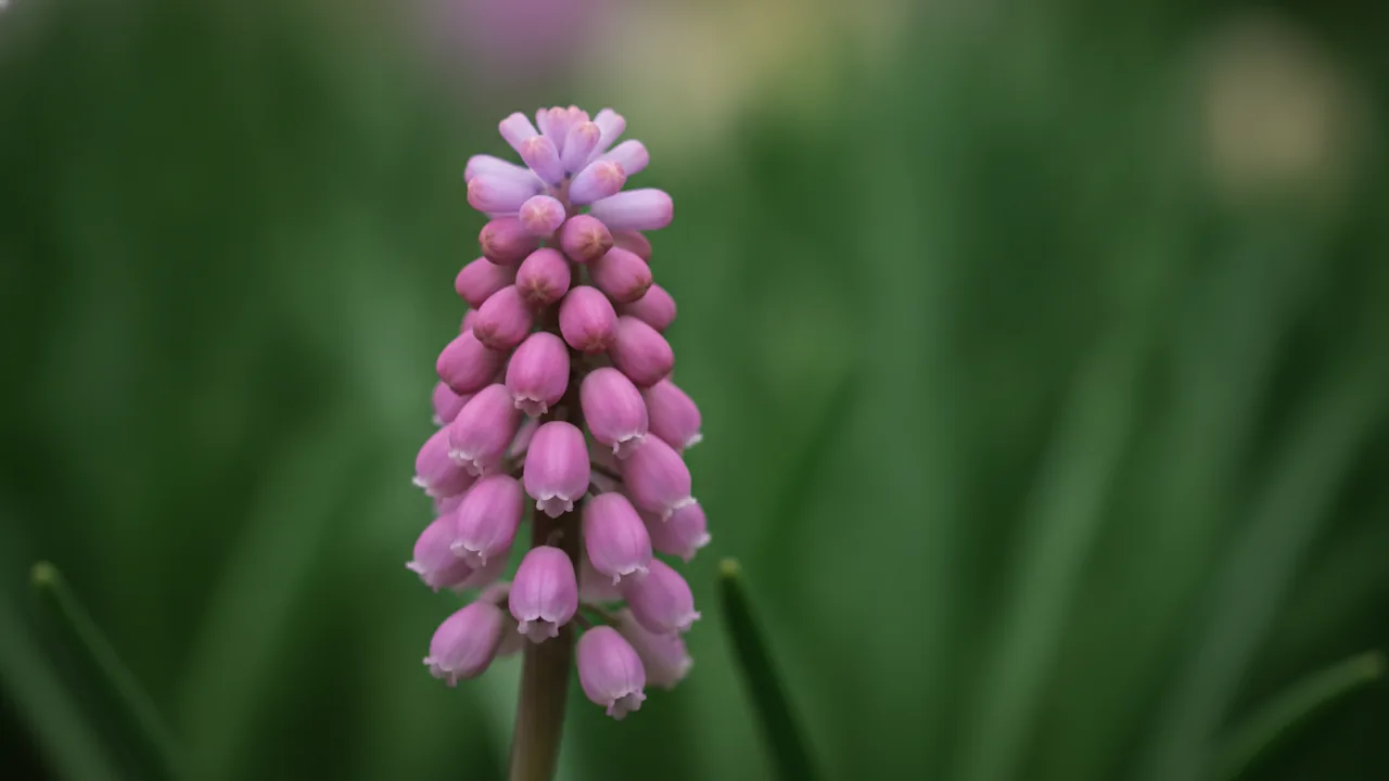Pink Sunrise (Muscari 'Pink Sunrise') - pink flowers, illustrated plant card
