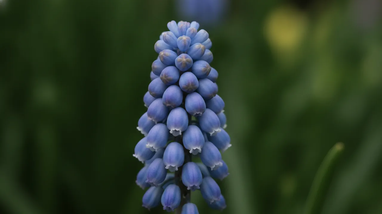 Valerie Finnis (Muscari armeniacum 'Valerie Finnis') - blue flowers, illustrated plant card