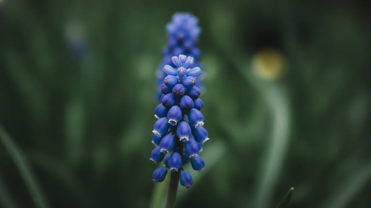 Grape Hyacinth
